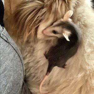 Meet your Posher, Dixie